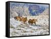 Horse Drive, Shell, Wyoming, USA-Terry Eggers-Framed Stretched Canvas