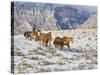 Horse Drive, Shell, Wyoming, USA-Terry Eggers-Stretched Canvas