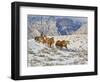 Horse Drive, Shell, Wyoming, USA-Terry Eggers-Framed Photographic Print