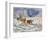 Horse Drive, Shell, Wyoming, USA-Terry Eggers-Framed Photographic Print