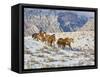 Horse Drive, Shell, Wyoming, USA-Terry Eggers-Framed Stretched Canvas