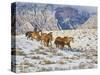 Horse Drive, Shell, Wyoming, USA-Terry Eggers-Stretched Canvas