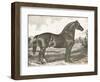 Horse Etching I-Gwendolyn Babbitt-Framed Art Print