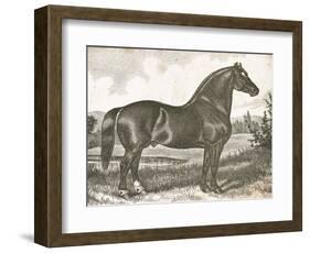 Horse Etching I-Gwendolyn Babbitt-Framed Art Print