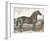 Horse Etching I-Gwendolyn Babbitt-Framed Art Print