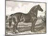 Horse Etching I-Gwendolyn Babbitt-Mounted Art Print