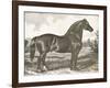 Horse Etching I-Gwendolyn Babbitt-Framed Art Print