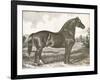 Horse Etching I-Gwendolyn Babbitt-Framed Art Print