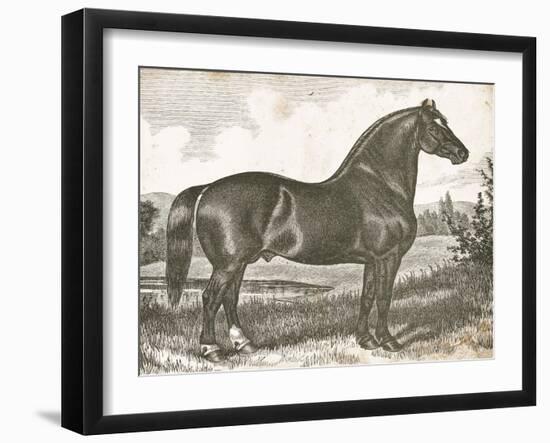 Horse Etching I-Gwendolyn Babbitt-Framed Art Print