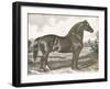 Horse Etching I-Gwendolyn Babbitt-Framed Art Print