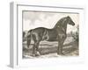 Horse Etching I-Gwendolyn Babbitt-Framed Art Print