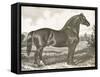 Horse Etching I-Gwendolyn Babbitt-Framed Stretched Canvas