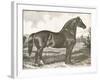 Horse Etching I-Gwendolyn Babbitt-Framed Art Print