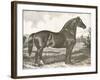 Horse Etching I-Gwendolyn Babbitt-Framed Art Print