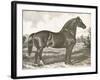 Horse Etching I-Gwendolyn Babbitt-Framed Art Print