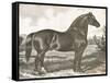 Horse Etching I-Gwendolyn Babbitt-Framed Stretched Canvas