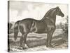 Horse Etching I-Gwendolyn Babbitt-Stretched Canvas