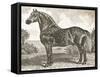 Horse Etching II-Gwendolyn Babbitt-Framed Stretched Canvas