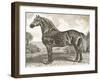 Horse Etching II-Gwendolyn Babbitt-Framed Art Print