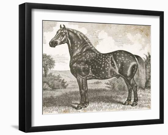 Horse Etching II-Gwendolyn Babbitt-Framed Art Print