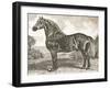 Horse Etching II-Gwendolyn Babbitt-Framed Art Print