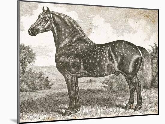 Horse Etching II-Gwendolyn Babbitt-Mounted Art Print