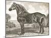 Horse Etching II-Gwendolyn Babbitt-Mounted Art Print