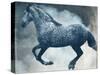 Horse Exposures III-Susan Friedman-Stretched Canvas