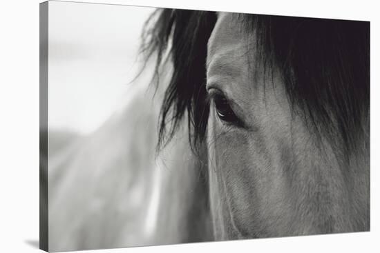 Horse Eye Close-Up-Digidesign-Stretched Canvas