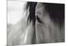 Horse Eye Close-Up-Digidesign-Mounted Photographic Print