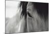 Horse Eye Close-Up-Digidesign-Mounted Photographic Print