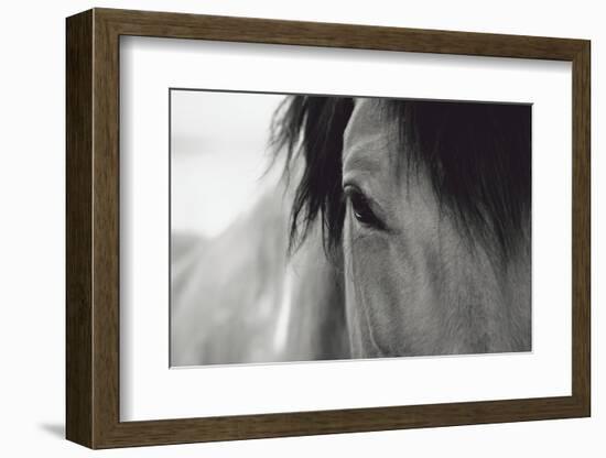 Horse Eye Close-Up-Digidesign-Framed Photographic Print