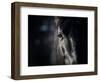 Horse Eye In Dark-mari_art-Framed Art Print