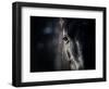 Horse Eye In Dark-mari_art-Framed Art Print