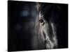 Horse Eye In Dark-mari_art-Stretched Canvas