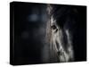 Horse Eye In Dark-mari_art-Stretched Canvas