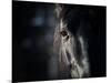 Horse Eye In Dark-mari_art-Mounted Art Print