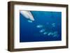 Horse-eye jack fish schooling around Caribbean reef sharks-Shane Gross-Framed Photographic Print