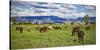 Horse farm in Grand Teton National Park, Wyoming, USA-null-Stretched Canvas