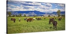 Horse farm in Grand Teton National Park, Wyoming, USA-null-Stretched Canvas