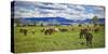 Horse farm in Grand Teton National Park, Wyoming, USA-null-Stretched Canvas