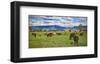 Horse farm in Grand Teton National Park, Wyoming, USA-null-Framed Art Print