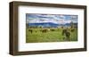 Horse farm in Grand Teton National Park, Wyoming, USA-null-Framed Art Print