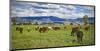 Horse farm in Grand Teton National Park, Wyoming, USA-null-Mounted Art Print