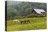 Horse Farm-Brenda Petrella Photography LLC-Stretched Canvas