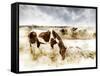 Horse Feeding off Dry Brush Growing out of Sand-Jan Lakey-Framed Stretched Canvas