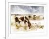 Horse Feeding off Dry Brush Growing out of Sand-Jan Lakey-Framed Photographic Print