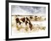 Horse Feeding off Dry Brush Growing out of Sand-Jan Lakey-Framed Photographic Print