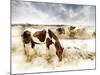 Horse Feeding off Dry Brush Growing out of Sand-Jan Lakey-Mounted Photographic Print