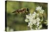 Horse Fly (Pangonius Pyritosus) Foraging for Nectar on Cretan Oregano (Origanum Onites) Flowers-Nick Upton-Stretched Canvas